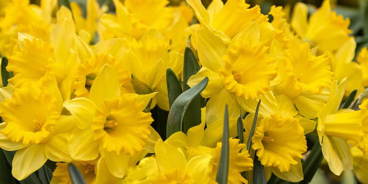 Large bunch of bright yellow daffodils