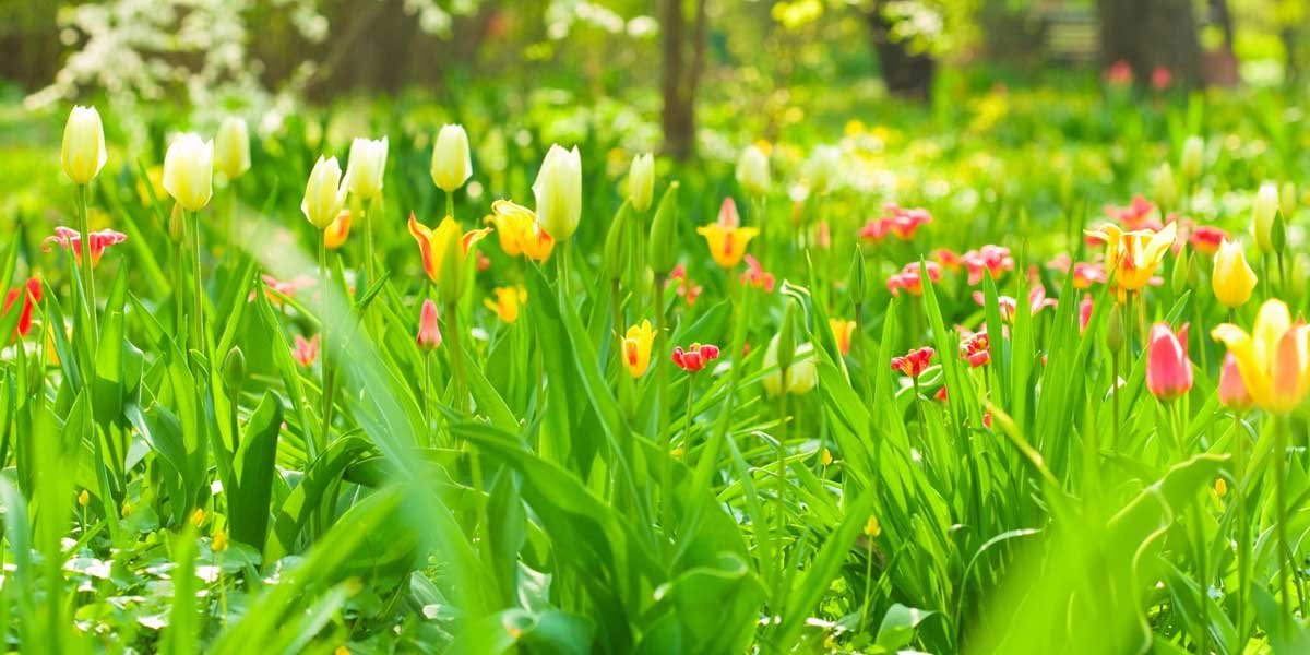 Yellow, white and red tulips in a field