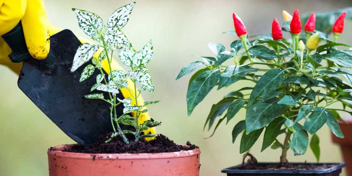 Putting soil into plant pots