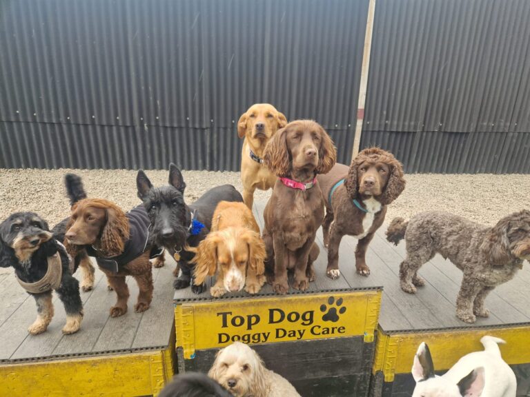 Top Dog 1 768x576