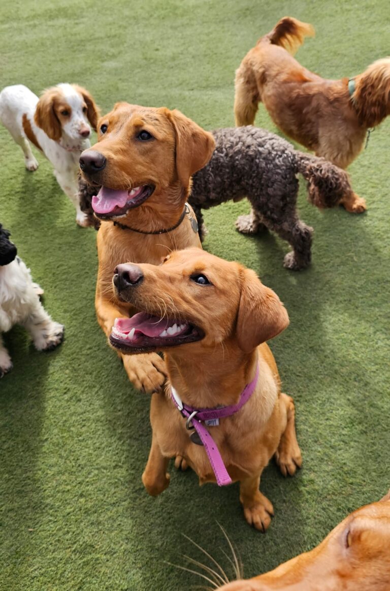 Top Dog Four 1 768x1163