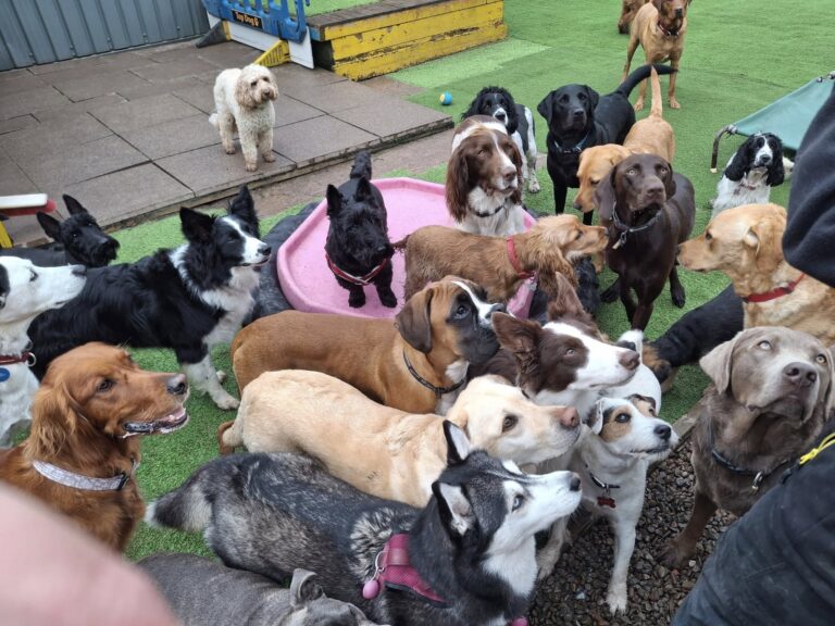 Top Dog Three 1 768x576