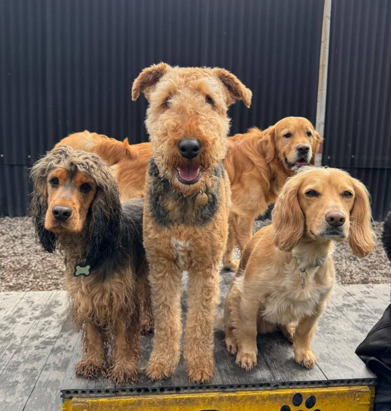 Top Dog Two 1 768x806