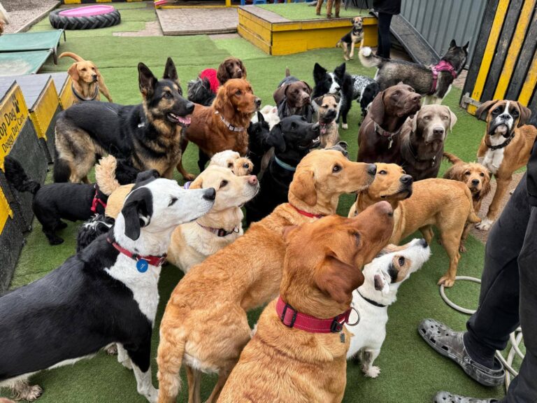 Top Dog. Header 768x576